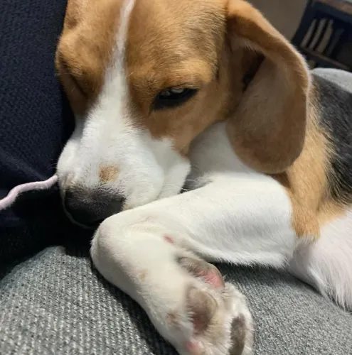 Filhote Beagle, A felicidade tem quatro patas e está esperando por você!