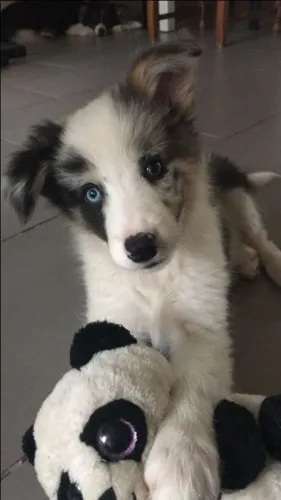 Filhote Border Collie Macho Chegando ao Novo Lar