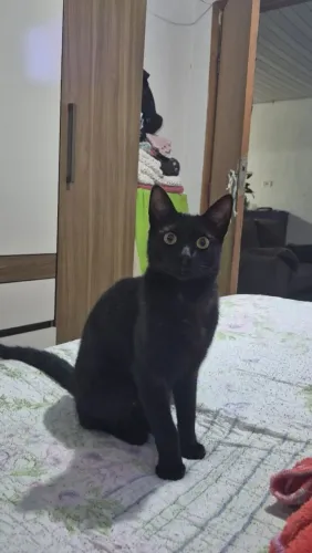 Doação responsável: 2 gatinhos pretos, um adulto e um filhote!