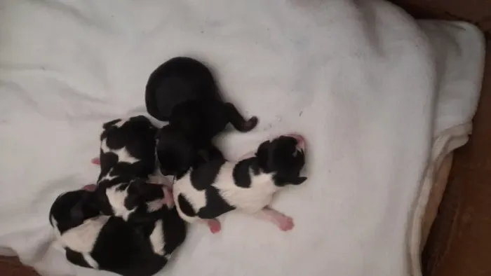 Filhote de pinscher 0