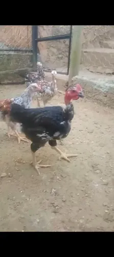 Galinha
