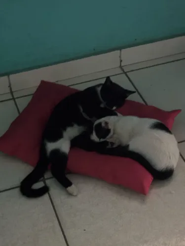 Filhotes de gatos para adoção responsável 