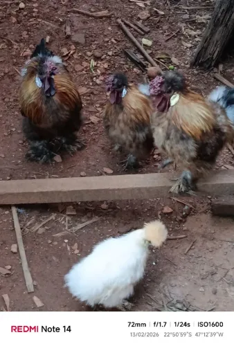 Vendo galo da galinha sedosa.