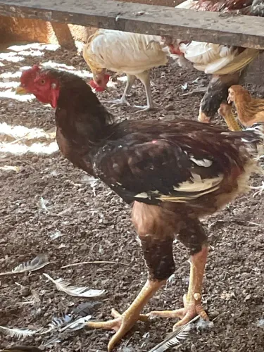 Esterco de galinha