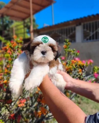 Shihtzu macho, excelente procedência.