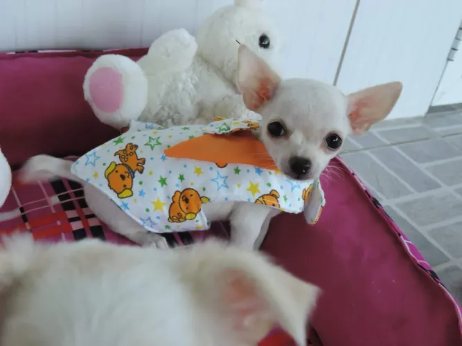 Chihuahua pelo curto fêmea branca neve parcelamos até 18