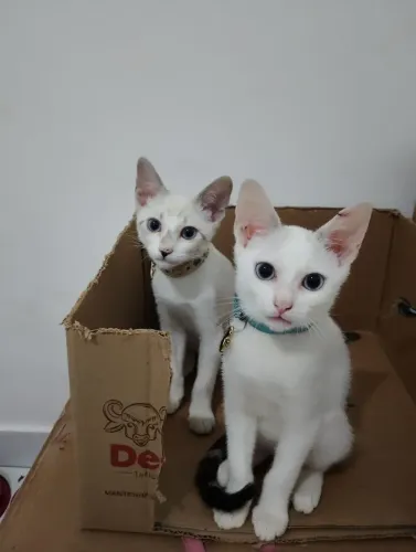 Gatos para adoção