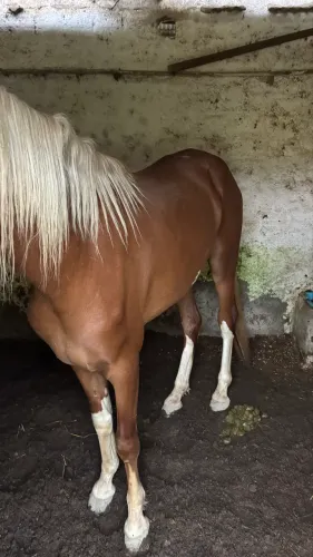 Vende-se cavalo