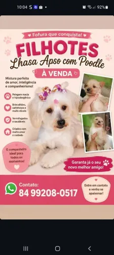 Filhote de Lhasa Apso com poodle