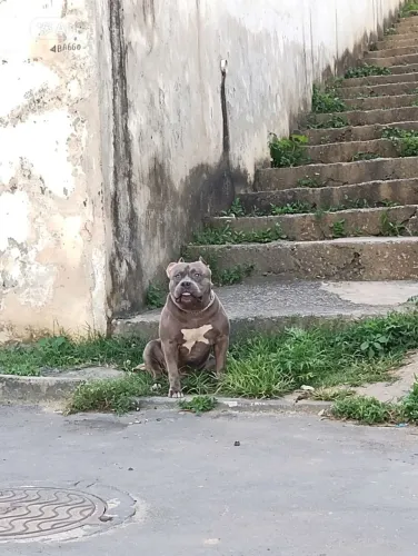 Disponível para monta