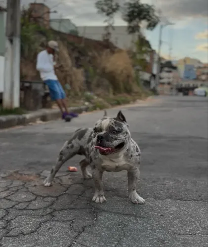 VENDO CÃO AMERICAN BULLY - MERLE
