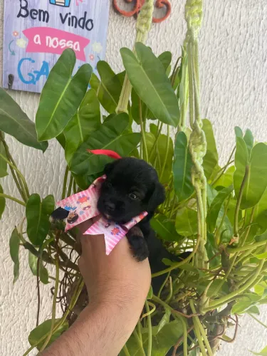 Sabadou de ofertas maltês com poodles