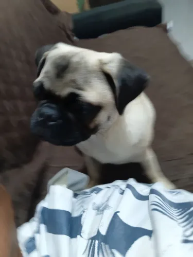 Dalicio