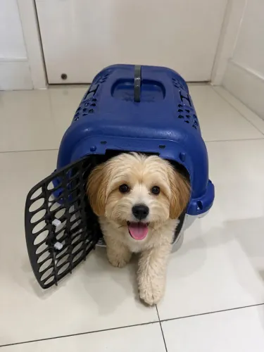 Caixa de Transporte cachorro TAM. 2