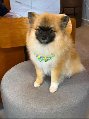 Vendo Lulu da Pomerania anão Raposinha