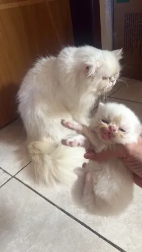 Gatos persa (filhotes )