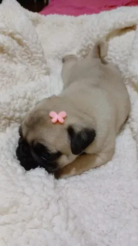 Filhotes de Pug 
