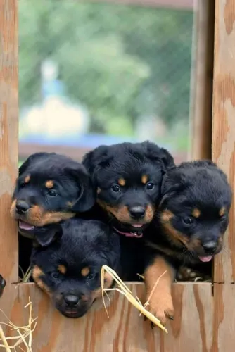 Filhotes de Rottweiler joia rara maravilhosos