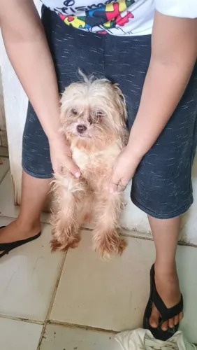 Vendo 1 shih tzu no precinho