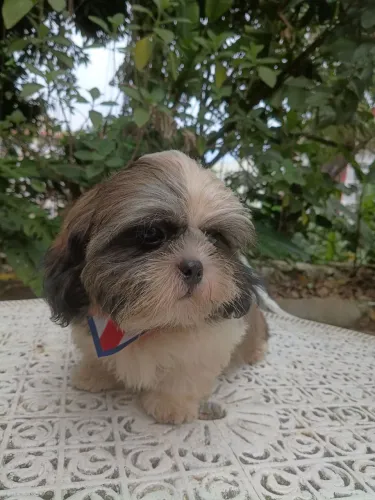 SHIH TZU MACHO CBKC