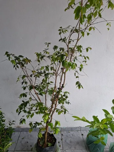 Enxerto muda de jaboticaba enxertada
