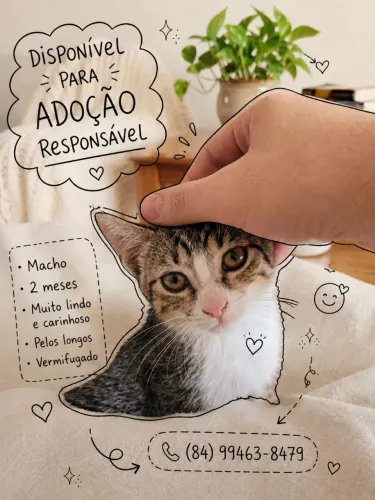 Gato disponível para adoção 
