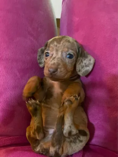 Dachshund 