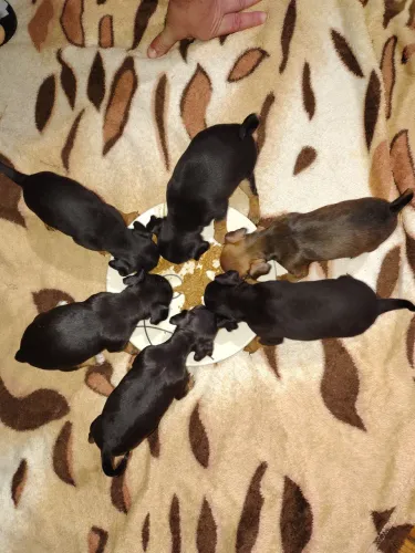 Pinscher fêmea e macho