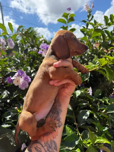 Dachshund (Salsichinha) FÊMEA, 10x SEM JUROS!!!