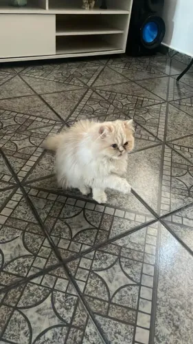Gatinha Persa - Já castrada.