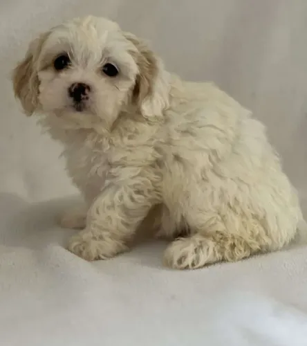 Lhasa Apso prontos para entrega! Fale comigo no WhatsApp!
