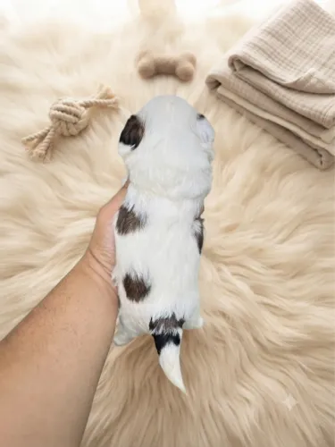 Shihtzu fêmea, alto padrão genético!