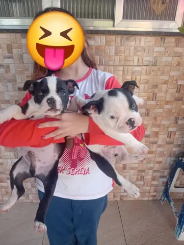 American bully Micro Lindos Filhotes