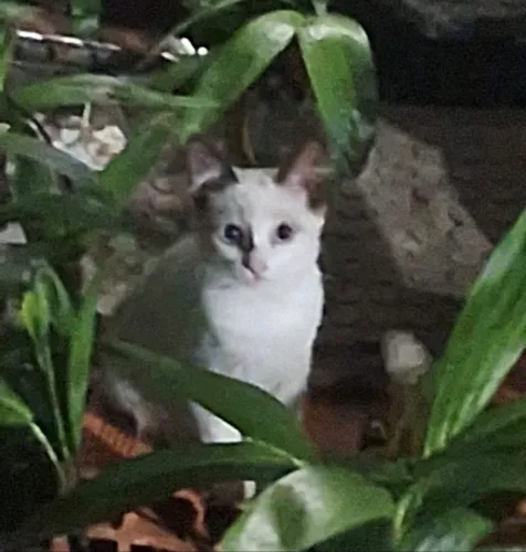 Gatinhos filhotes lindos para adoção