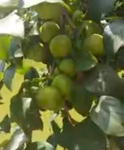 Cáqui . Fraquinho direto do pé. 