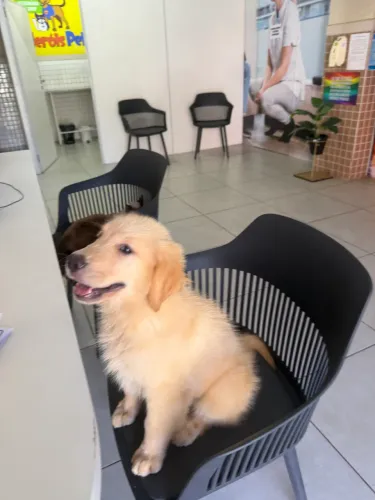 Golden retriever