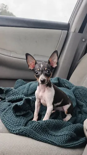 Pinscher fêmea e macho zero
