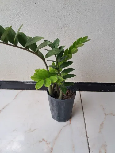 Planta Zamioculca