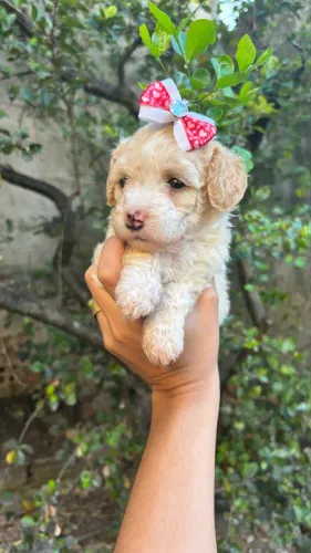 Poodle fêmea TOY