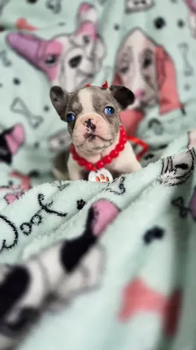 Bulldog frances TOP mini exoticos blue ,  merle 
