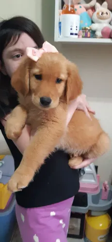 FILHOTES GOLDEN RETRIEVER  A PRONTA ENTREGA