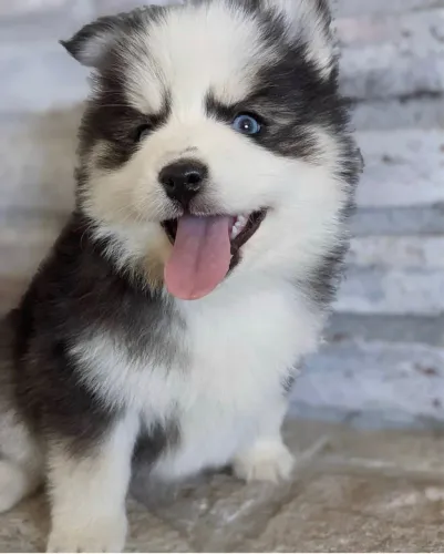 Husky soberbiano pelagem wooly - verifique 