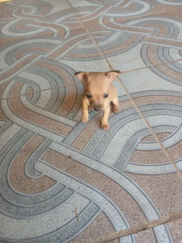 Filhote Pinscher macho 