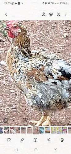 Vendo pintinhos GSB Balão sertanejo excelente genética tando na beleza quanto no tamanho
