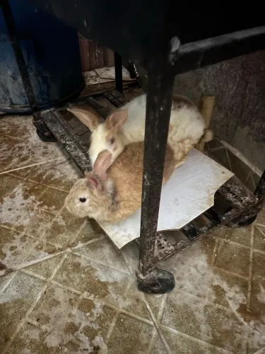 Vendo 2 coelhos 1 macho e uma fêmea