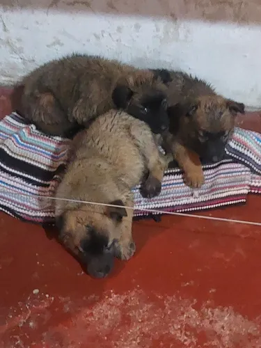 Filhotes de Pastor Belga de Malinois 