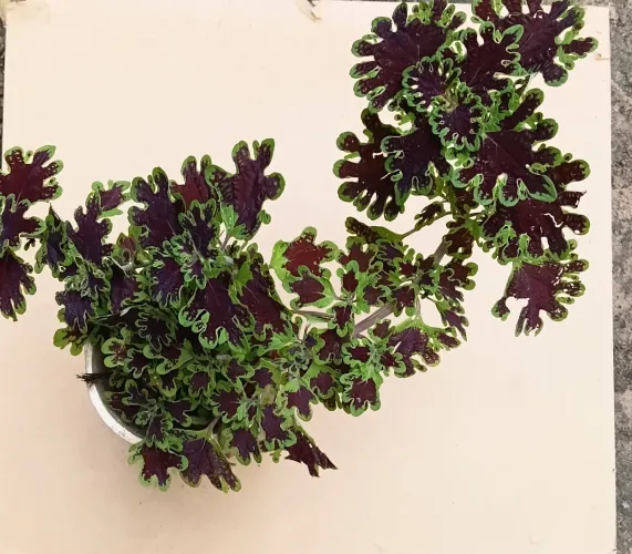 Plantas ornamentais