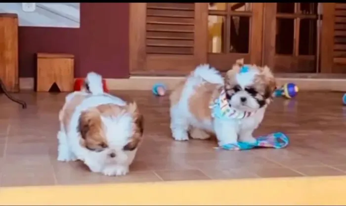 Lindos shitzu macho e fêmea