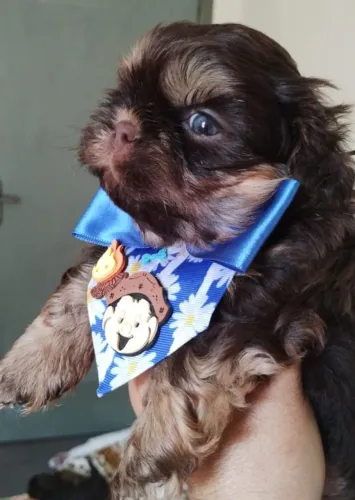Shih Tzu macho chocolate
