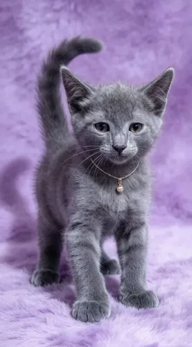 Gato fêmea mix de chartreax com 2 meses